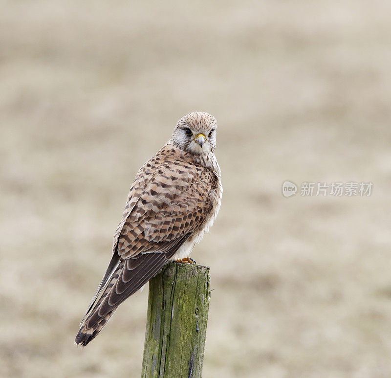 红隼(Falco tinnunculus)雌性